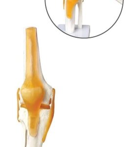 A202 Articulación de rodilla con ligamentos funcionales, tamaño natural.