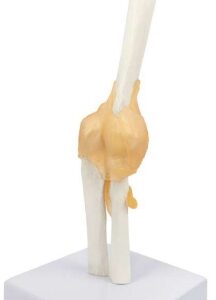 A203 Modelo de articulación de codo con ligamentos funcionales, tamaño natural.