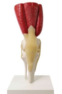 A202MU Modelo de articulación de rodilla musculosa, tamaño natural.