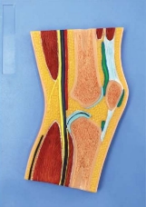 A202SE Sección a través del modelo de rodilla.