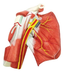 A336B Modelo de hombro con cintura muscular y vaso y nervios, tamaño natural.
