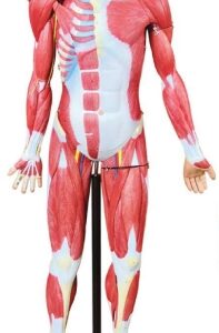 A359 Figura musculosa de 138 cm con órganos internos, ¾ tamaño natural, 34 piezas