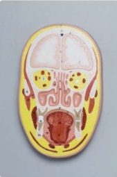 A630C Sección frontal de la cabeza humana, tamaño natural, 1 pieza.