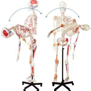 A103LP Esqueleto humano flexible de tamaño natural con orígenes e inserciones musculares, numerado, ligamentos articulares, 170 cm.