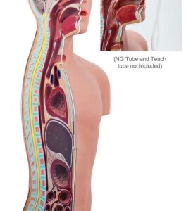 PRA-A328 NG y traqueostomía enseñando torso, tamaño natural.