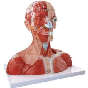 A637 Musculatura de la cabeza y el cuello y de la región torácica, 19 piezas, tamaño natural.