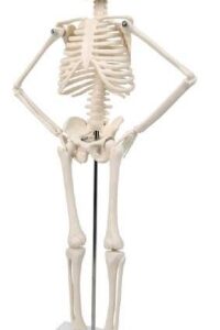 A106 Mini esqueleto humano de sobremesa, 45 cm.