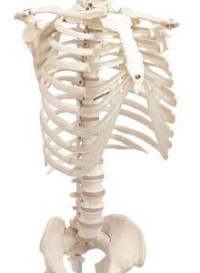 A124 Columna vertebral flexible clásica con costillas y pelvis, 85 cm.
