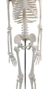 A105II Esqueleto humano, 85 cm, con nervios, ½ tamaño natural.