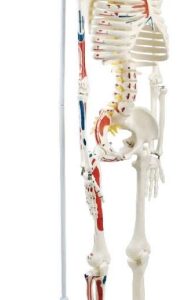 A105IINFP Esqueleto humano flexible con nervios, orígenes musculares e inserciones, numerado, sobre soporte colgante, 85 cm.