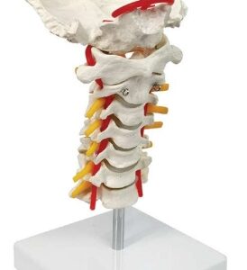 A1210 Columna vertebral cervical con hueso occipital, nervio y arteria vertebral, de tamaño natural.