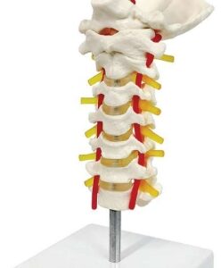 A1210BS columna vertebral cervical con hueso occipital, cerebro, nervio y arteria vertebral, tamaño natural.