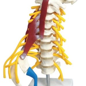 A1210M columna vertebral cervical con hueso occipital, ½ costillas y plexo nervioso muscular.