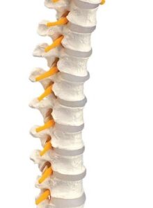 A1211 Modelo de columna torácica de tamaño natural con nervio espinal.