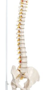 A120 Columna vertebral flexible con pelvis, 85 cm.