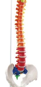 A120CA Columna vertebral flexible de color didáctica con pelvis y nervios, 85 cm, estilo A.