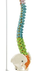 A120CB columna vertebral flexible didáctica con pelvis y nervios, 85cm, estilo B