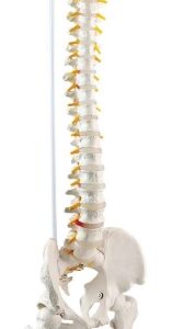 A121 Columna vertebral flexible con cabeza de fémur, 85 cm.