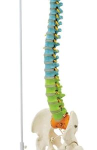 A121CB Columna vertebral flexible didáctico de lujo con cabeza de fémur, estilo B, 85cm.