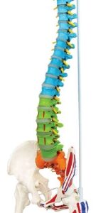 A121CP Columna vertebral flexible didáctico de lujo con cabeza de fémur y músculos pintados, estilo B, 85 cm con cabeza de fémur y huesos pélvicos detectables.