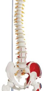 A121P Columna vertebral flexible con cabeza de fémur y músculos pintados, 85 cm.