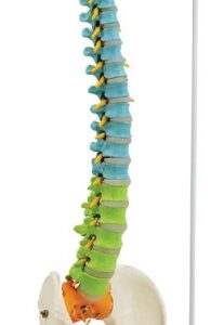 A121CBY Columna vertebral flexible de color didáctica con cabeza de pelvis y fémur detectables, 85 cm.