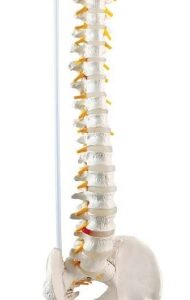 A123 Columna vertebral flexible de lujo con cabezas de fémur con cresta sacra montada magnéticamente, 85 cm.