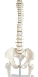 A125 Modelo de columna vertebral de sobremesa con cabeza de fémur, 45 cm.