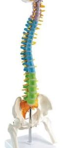 A125C Modelo didáctico de columna vertebral de sobremesa coloreado con cabeza de fémur, 45 cm.