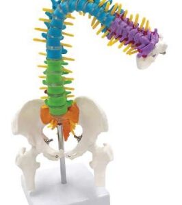 A125FC Modelo de columna vertebral flexible coloreado con pelvis y fémur, 45 cm.