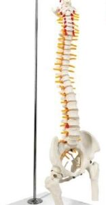 A126 Columna vertebral flexible de sobremesa con fémur, 45 cm en soporte colgante.