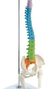 A126C Modelo didáctico de columna vertebral flexible de sobremesa con fémur, en soporte colgante.