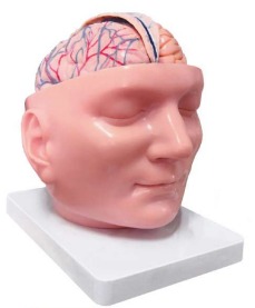A639II Cabeza anatómica regional con duramadre y cerebro.