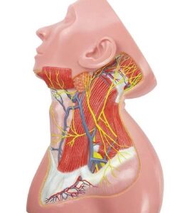 A655 Modelo anatómico de músculo superficial de la región del cuello, tamaño natural.