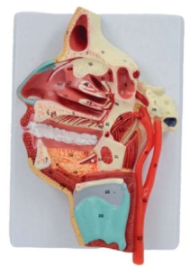 A638 Modelo de nervio vascular medial de oro nasofaringe.