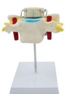 A625b 2x modelo de vértebras torácicas agrandadas con modelo de médula espinal, 2x agrandado, 1 pieza2x modelo de vértebras torácicas agrandadas con modelo de médula espinal, 2x ampliado, 1 pieza.