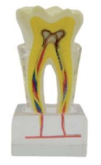 A542-2 Modelo de línea de nervio dental, 6x tamaño natural.