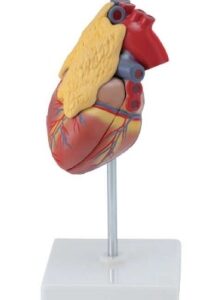 A400X Corazón humano con glándula timo, tamaño natural, 3 piezas.
