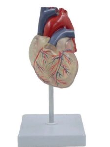 A401 Corazón transparente, 2 piezas.