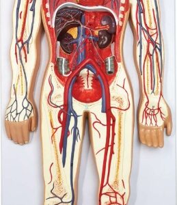 A438 Sistema circulatorio humano, ½ tamaño natural, 2 piezas.