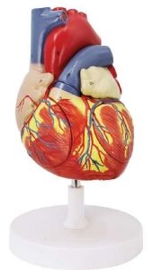 A405 Corazón humano, 2x tamaño natural, 4 piezas.