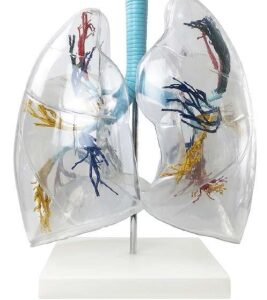 A473 Árbol bronquial con pulmones transparentes, de tamaño natural.