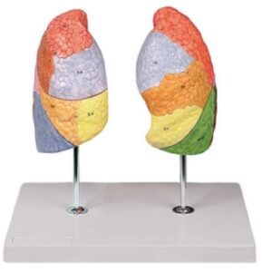 A474 Modelo didáctico de pulmón pintado que muestra segmentos pulmonares, 2 piezas, tamaño natural.