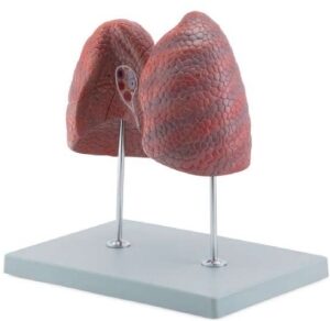 A478 Pulmones izquierdo y derecho, tamaño natural, 2 piezas.