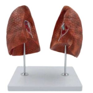 A478B Modelo de pulmones izquierdo y derecho, tamaño natural, 2 piezas.
