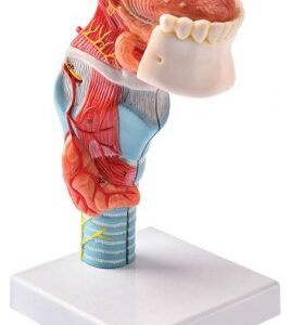 A442 Modelo de laringe con lengua y dientes, 2x tamaño natural, 5 piezas.