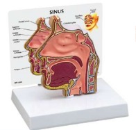 A436-1 Modelo de anatomía de la cavidad nasal, tamaño natural