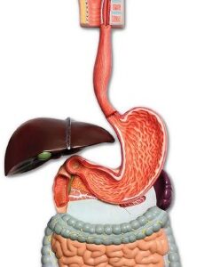 A450B Sistema digestivo, tamaño natural, 2 piezas.