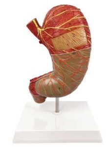 A460 Estómago humano, 1,5 veces tamaño natural, 2 piezas.