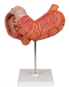 A465 Modelo de estómago humano con esófago inferior, vasos, duodeno, páncreas y nervios, tamaño natural, 3 piezas, en soporte.